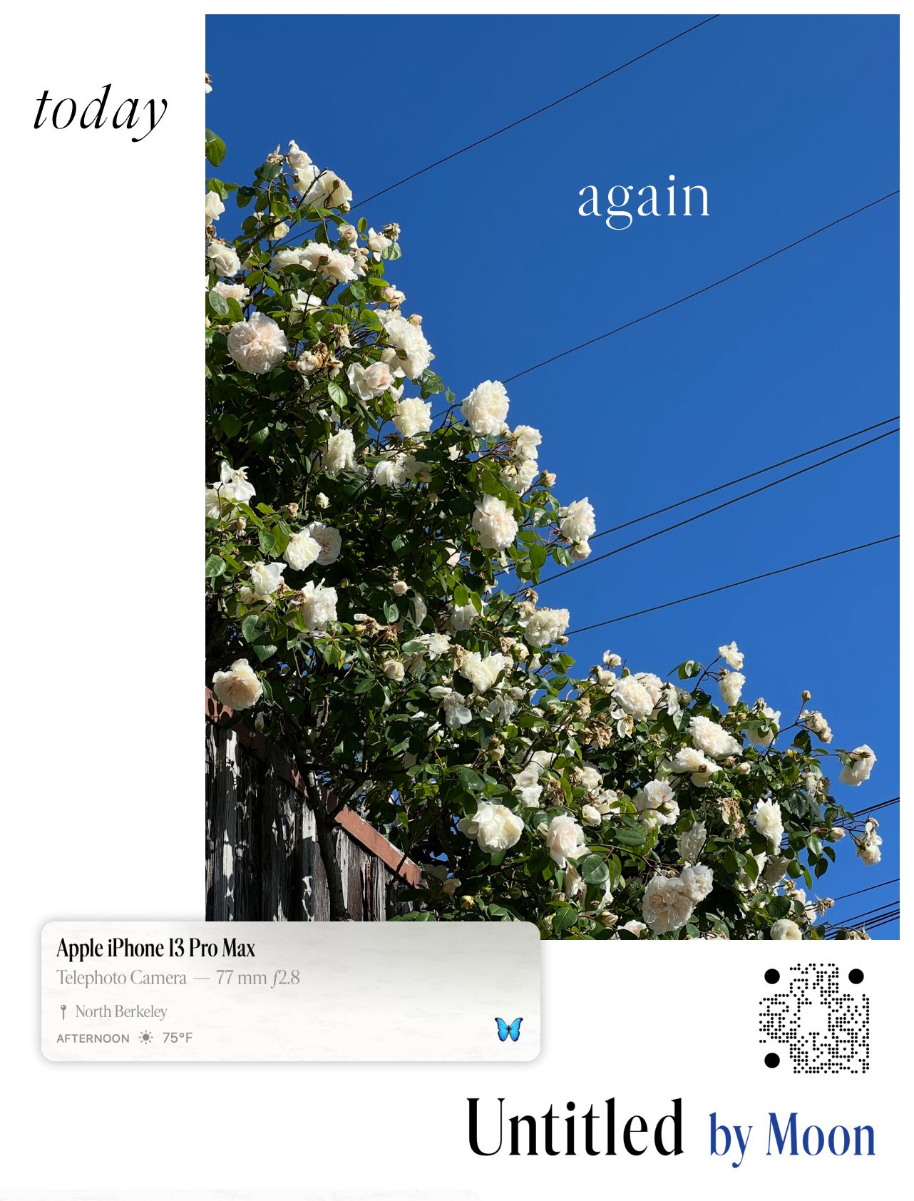 Untitled campaign insertion: “today again” over a photograph of white roses against a blue sky
